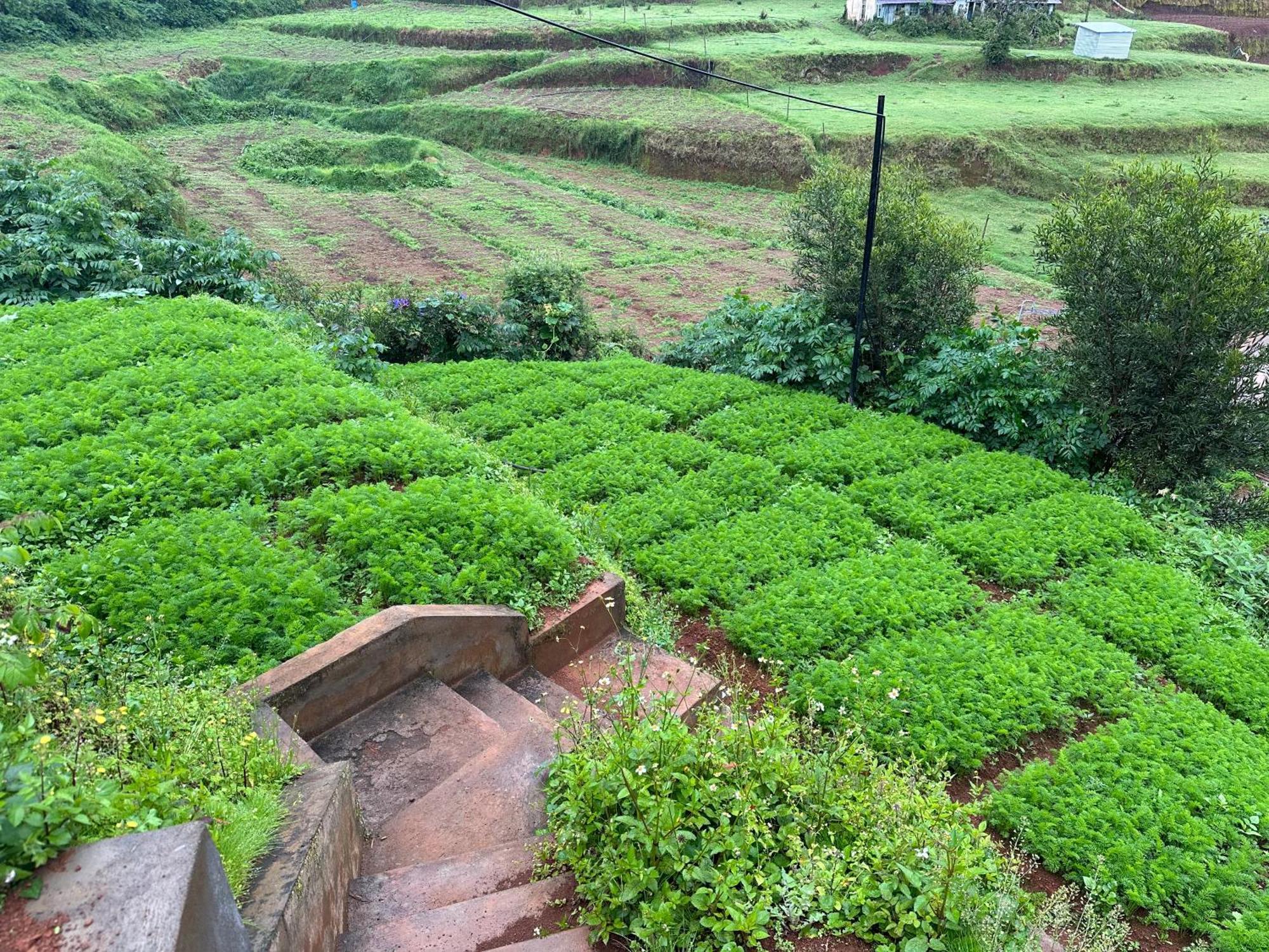 Kanjira House Ooty